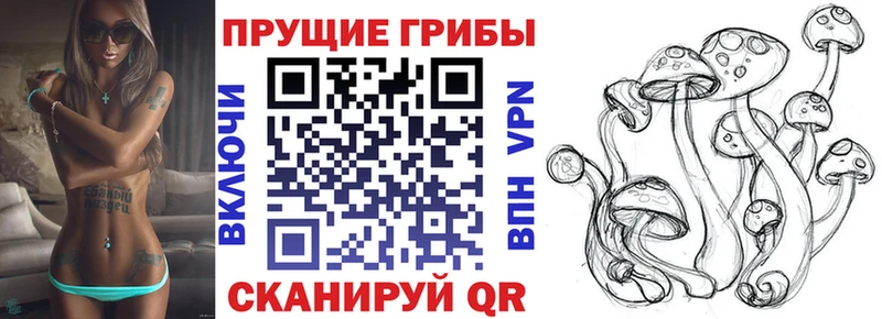 Псилоцибиновые грибы Psilocybe  Закаменск 